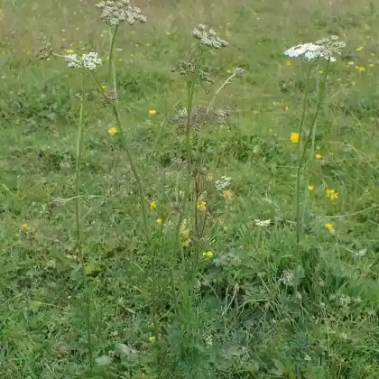 Foto von Kümmel-Silge (Selinum carvifolia)