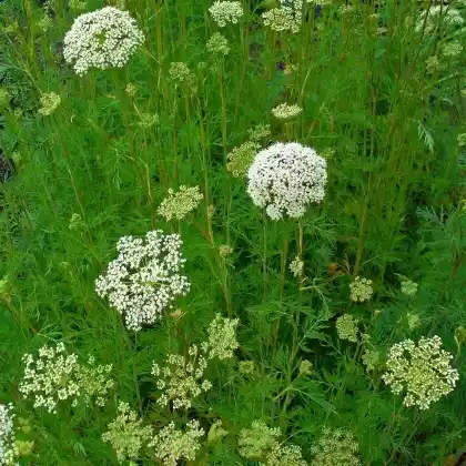 Foto von Brenndolden-Silge (Selinum dubium)