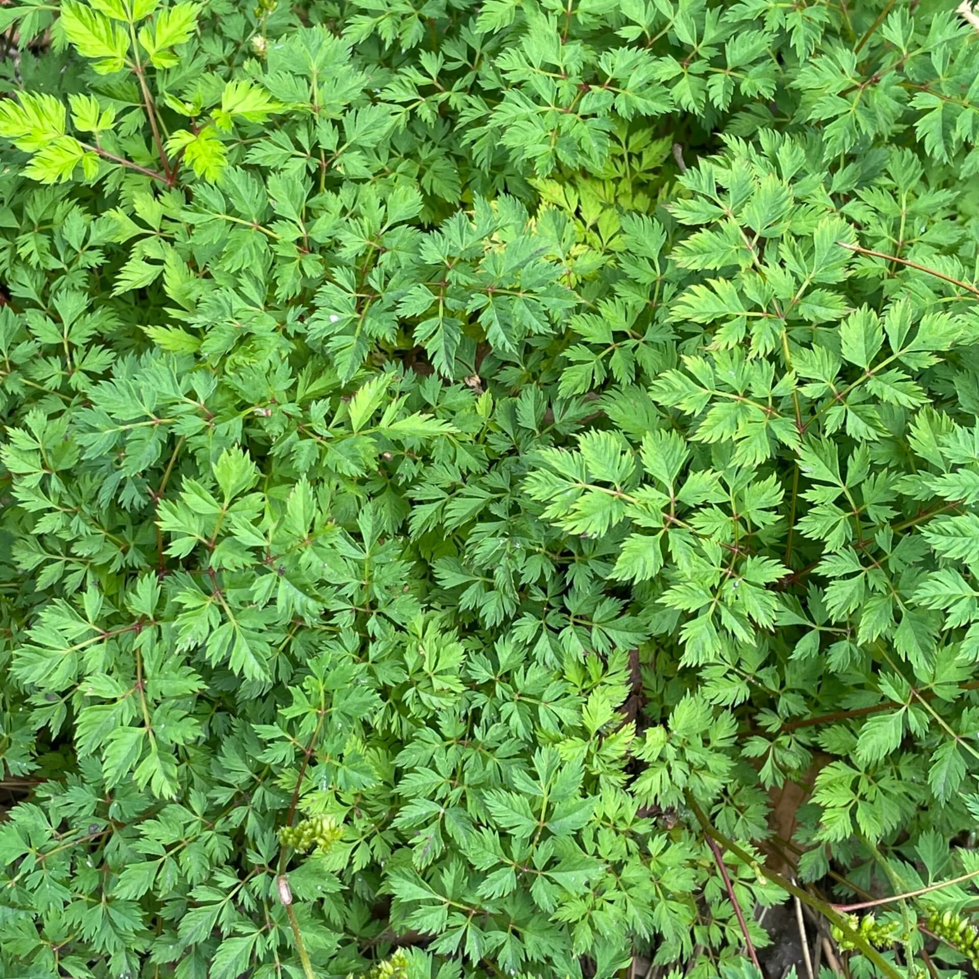 Zwerg-Geißbart (Aruncus aethusifolius)