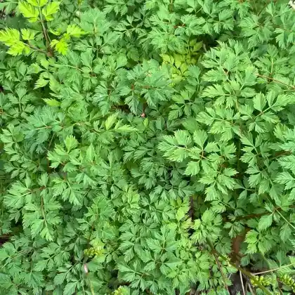 Foto von Zwerg-Geißbart (Aruncus aethusifolius)