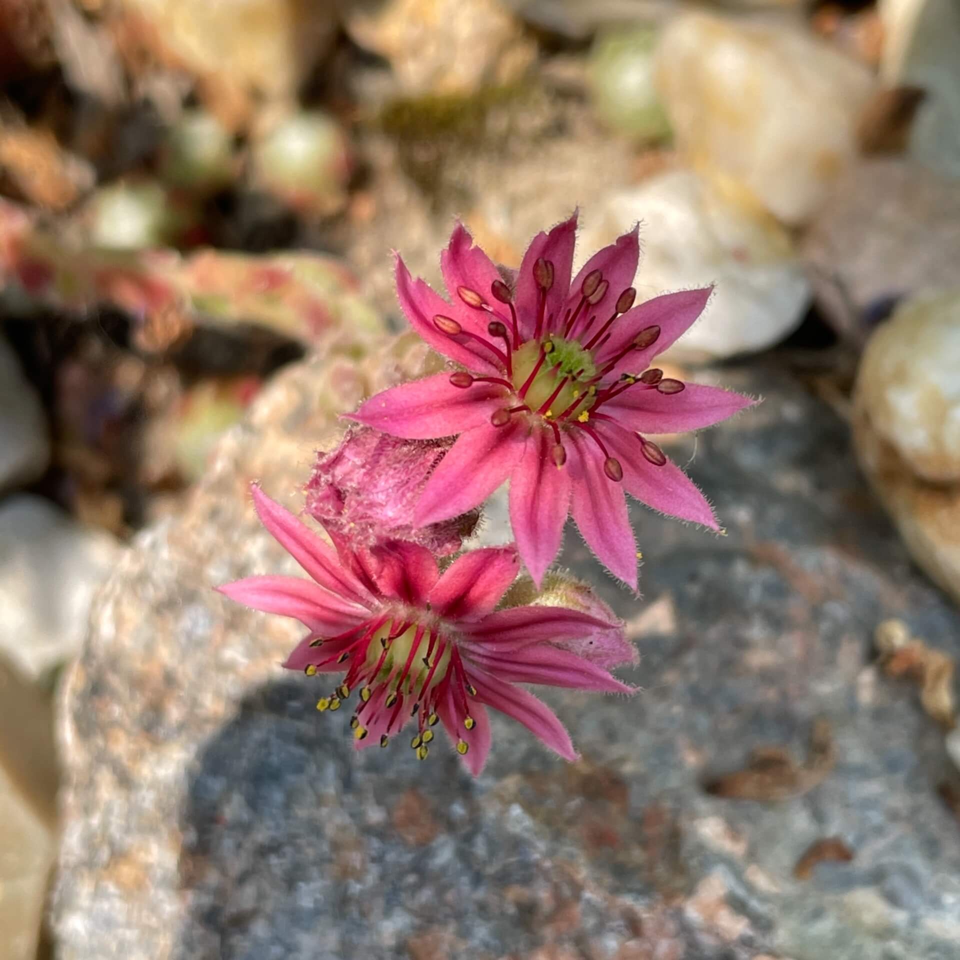 Spinnweb-Hauswurz (Sempervivum arachnoideum)