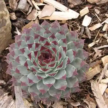 Foto von Kalk-Hauswurz (Sempervivum calcareum)