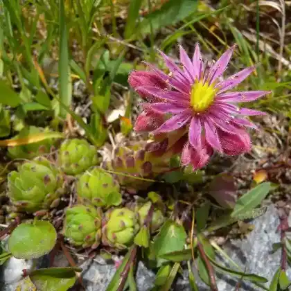 Foto von Berg-Hauswurz (Sempervivum montanum)