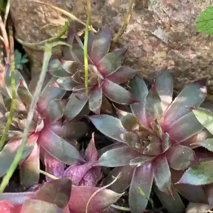 Foto von Dach-Hauswurz (Sempervivum tectorum)