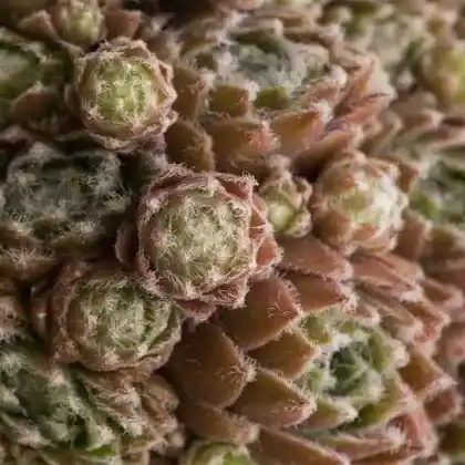 Foto von Dach-Hauswurz 'Atropurpureum' (Sempervivum tectorum 'Atropurpureum')