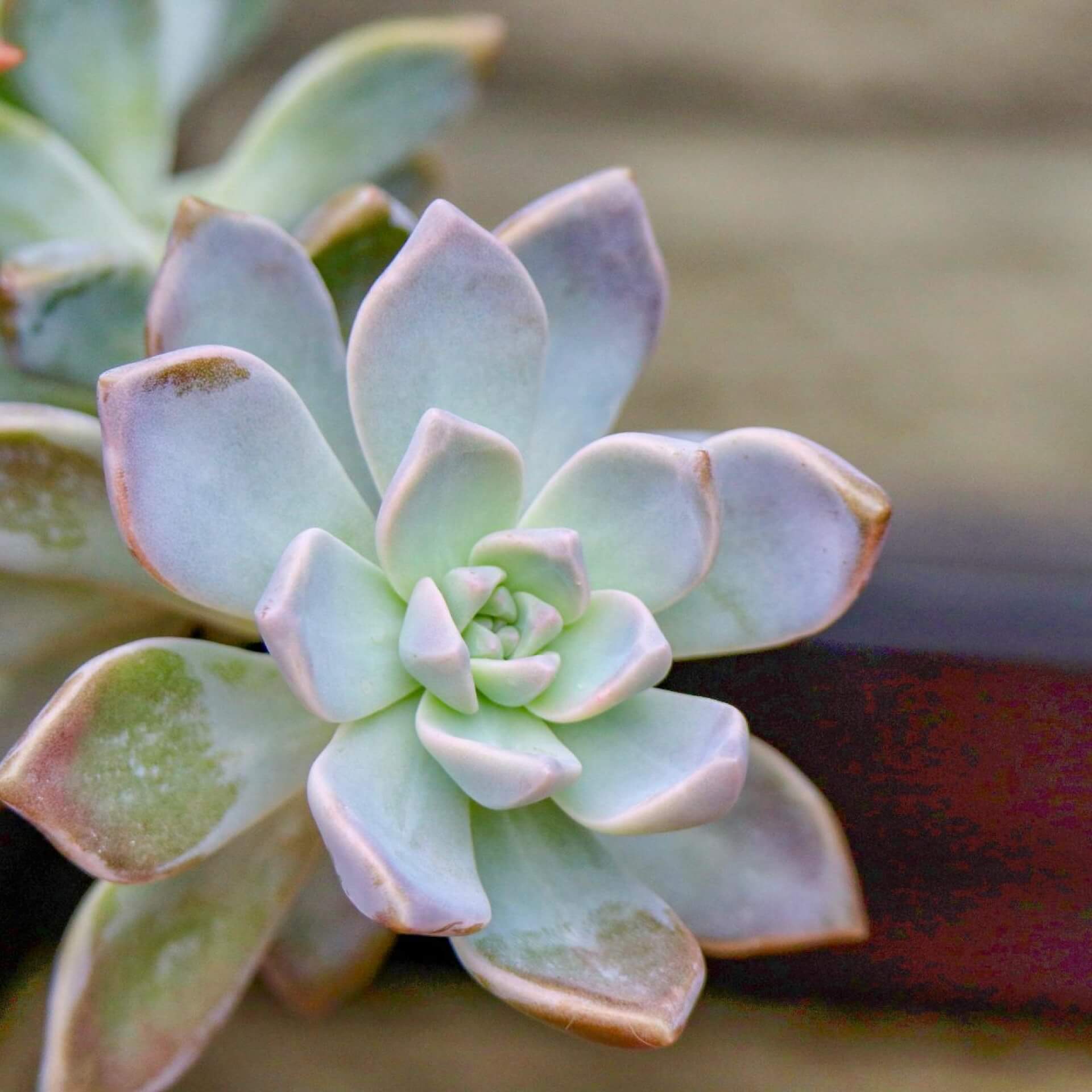 Dach-Hauswurz 'Atroviolaceum' (Sempervivum tectorum 'Atroviolaceum')