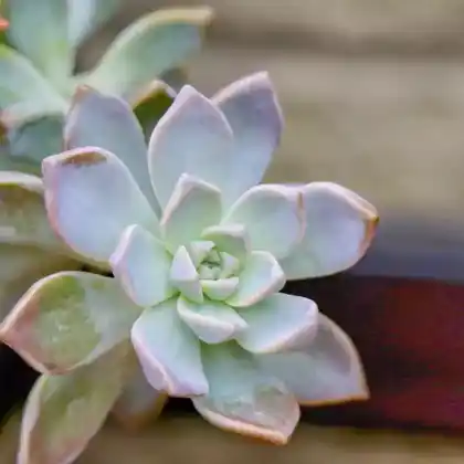 Foto von Dach-Hauswurz 'Atroviolaceum' (Sempervivum tectorum 'Atroviolaceum')