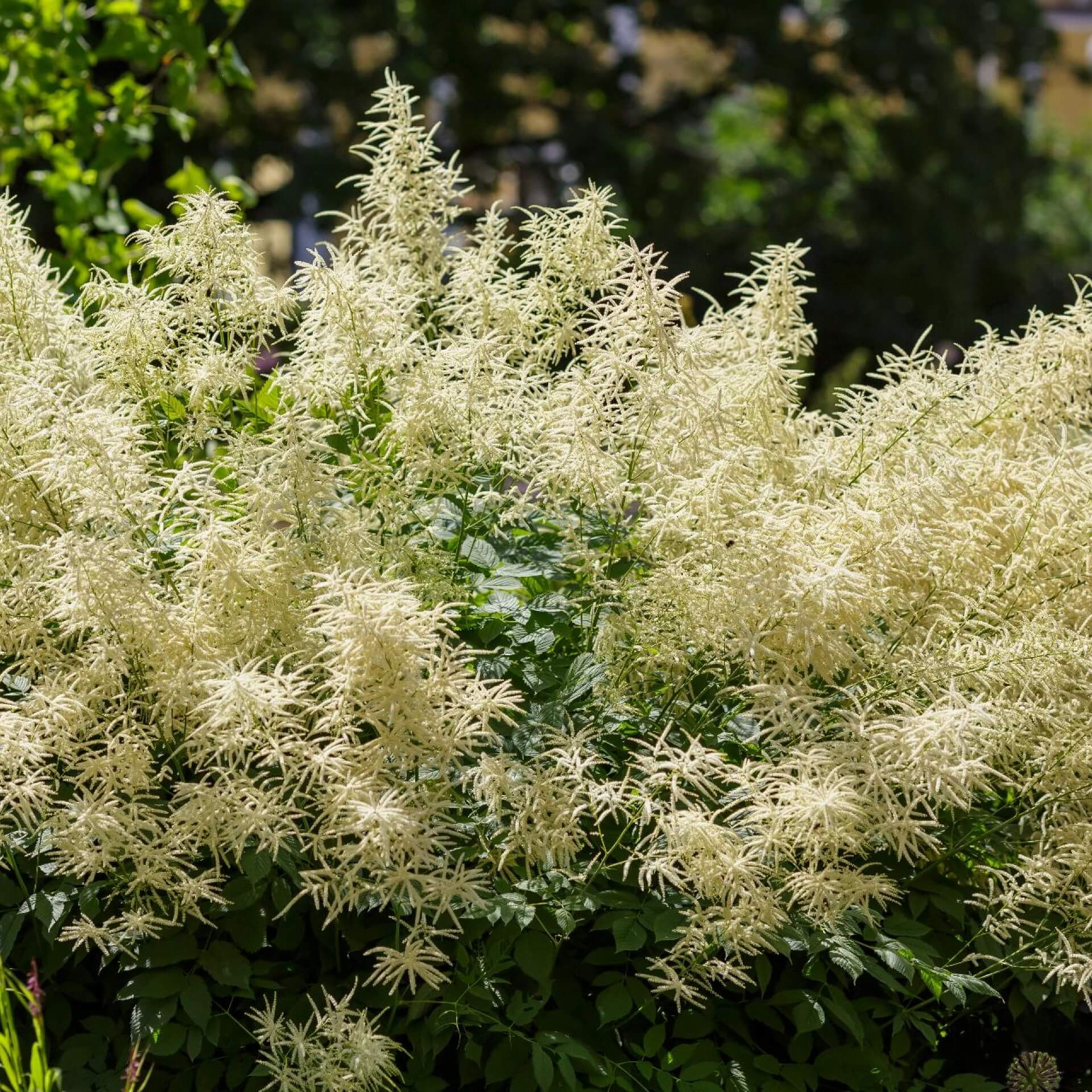 Wald-Geißbart (Aruncus dioicus)