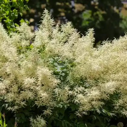 Foto von Wald-Geißbart (Aruncus dioicus)