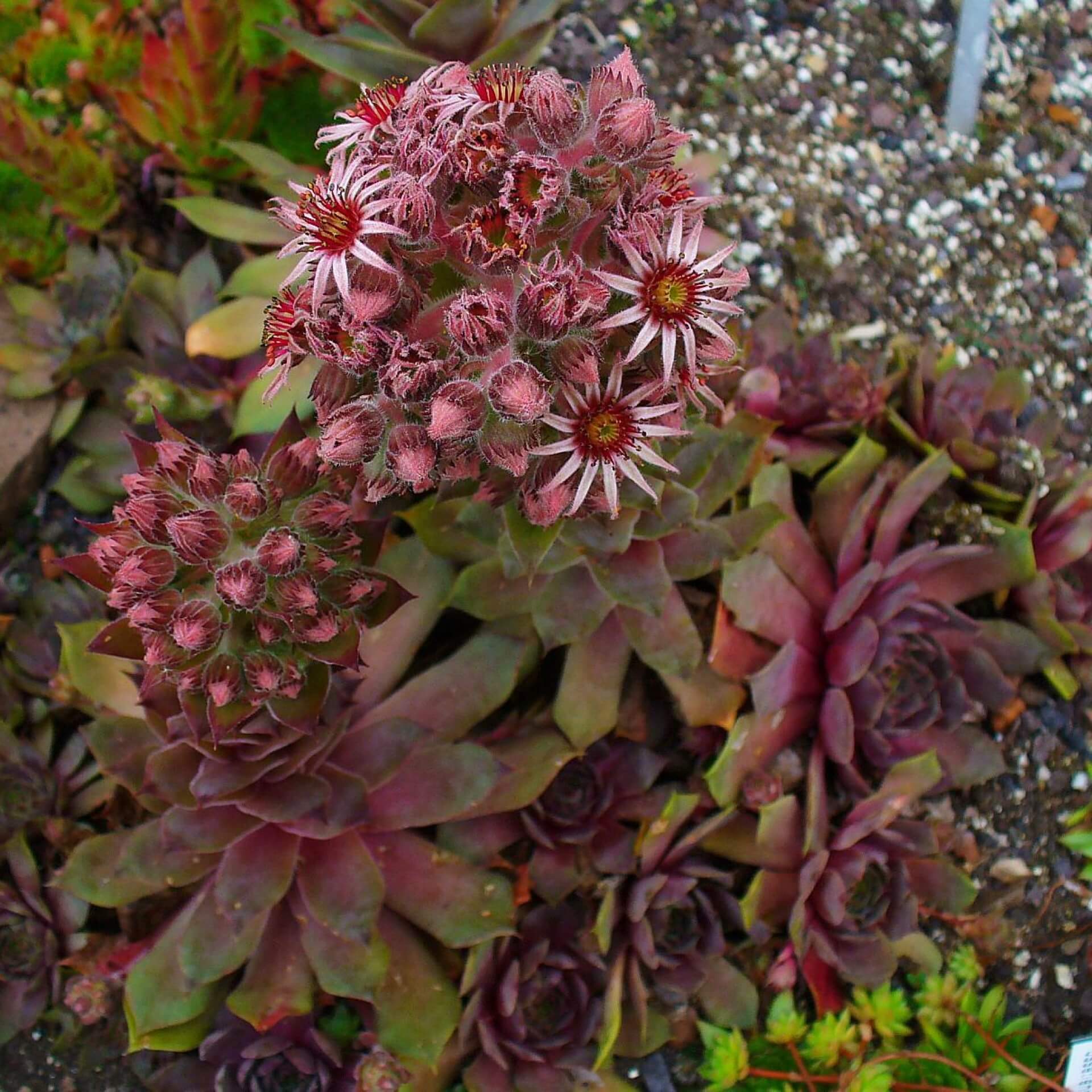 Dach-Hauswurz 'Metallicum Giganteum' (Sempervivum tectorum 'Metallicum Giganteum')