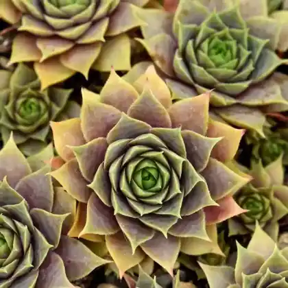Foto von Dach-Hauswurz 'Violaceum' (Sempervivum tectorum 'Violaceum')