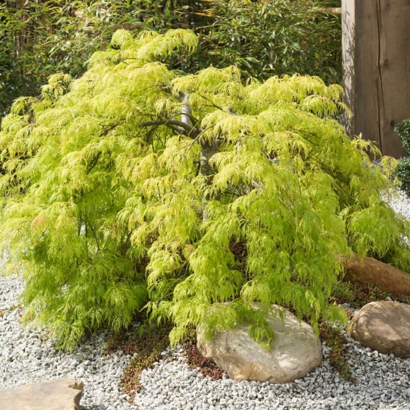 Japanischer Schlitzahorn 'Dissectum Viridis' / Acer palmatum 'Dissectum