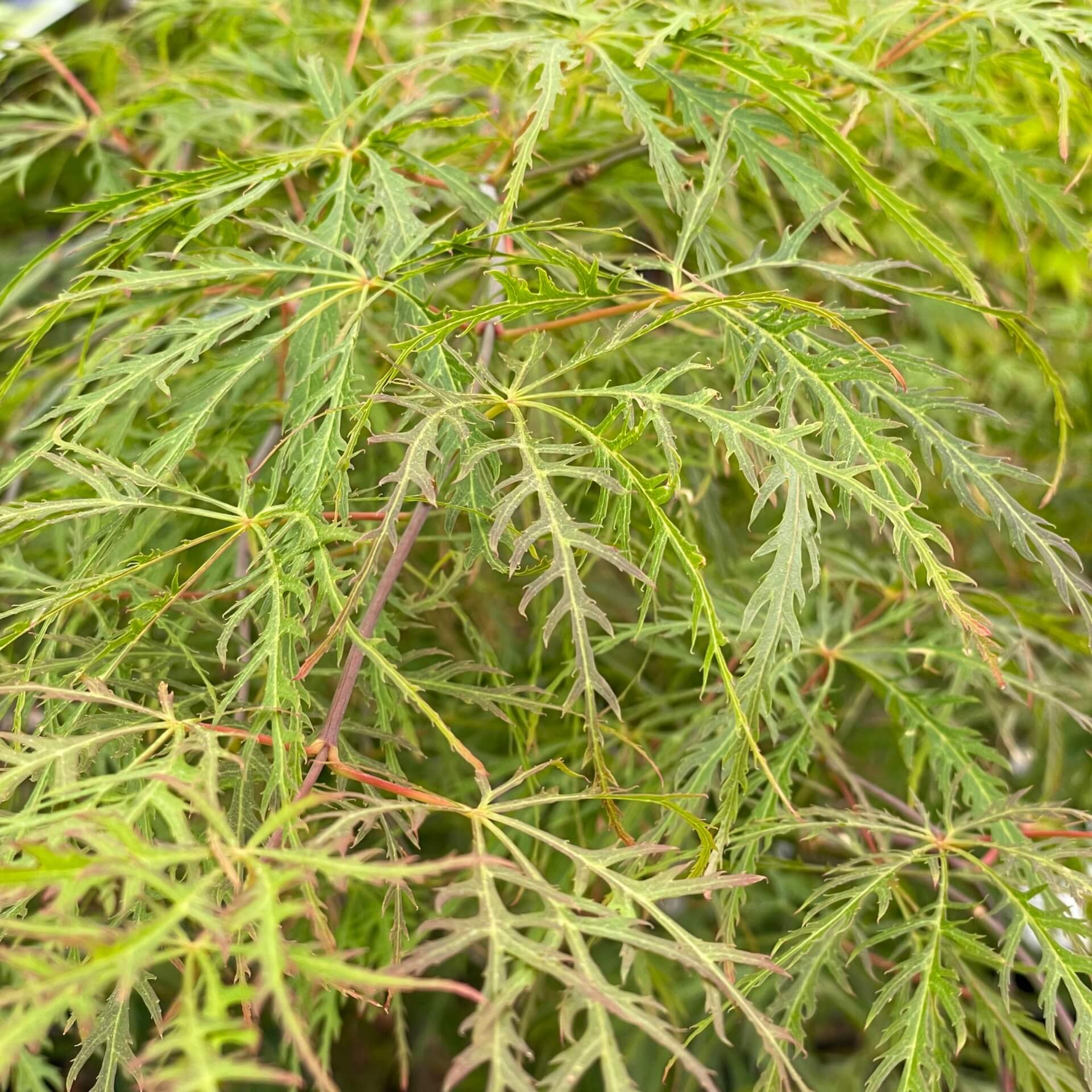 Japanischer Schlitzahorn 'Dissectum Viridis' (Acer palmatum 'Dissectum Viridis')