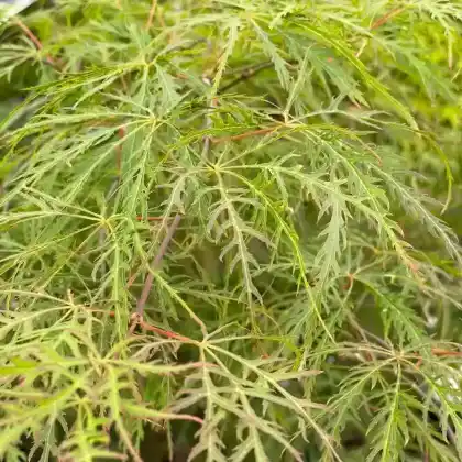 Foto von Japanischer Schlitzahorn 'Dissectum Viridis' (Acer palmatum 'Dissectum Viridis')