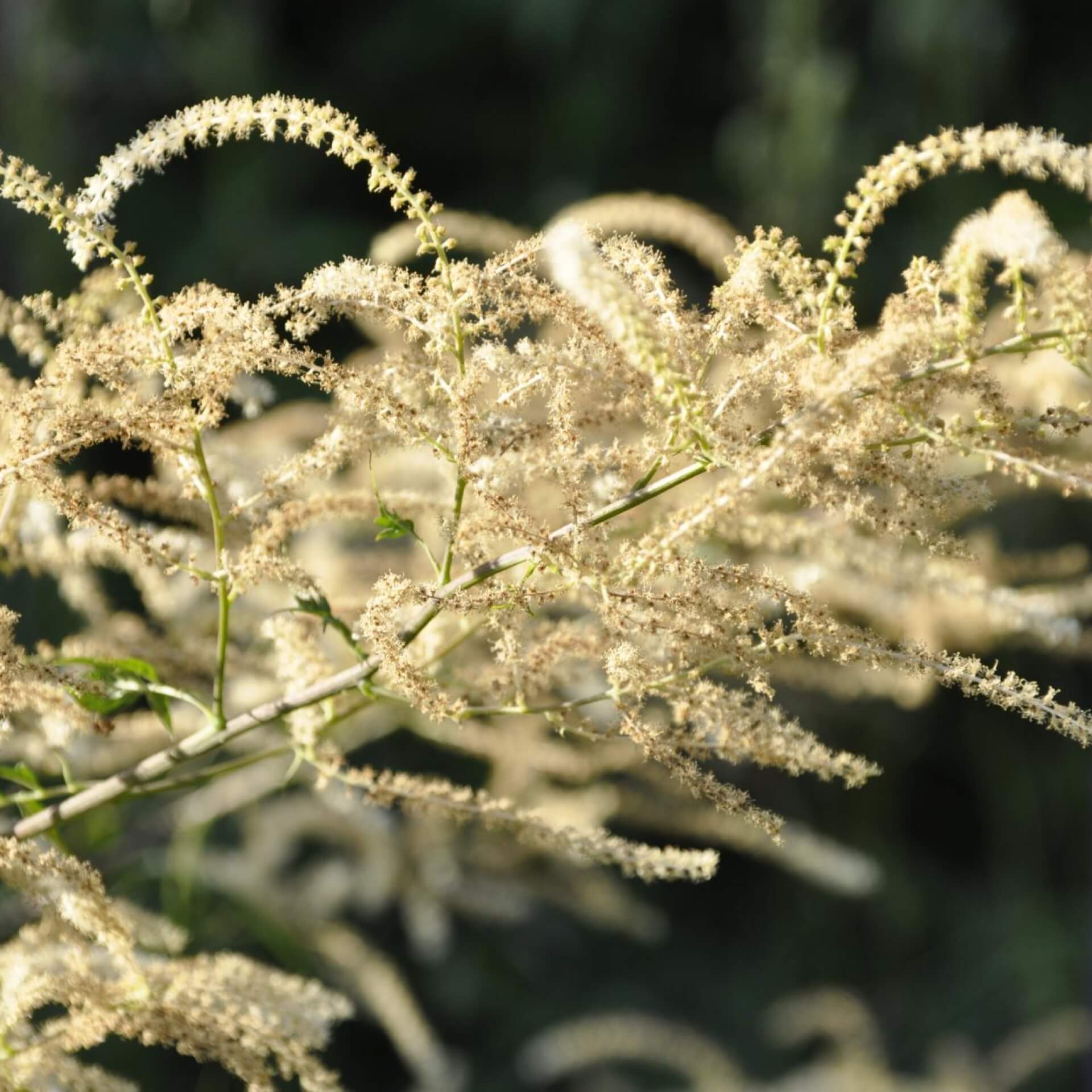 Geschlitzter Wald Geißbart 'Kneiffii' (Aruncus dioicus 'Kneiffii')