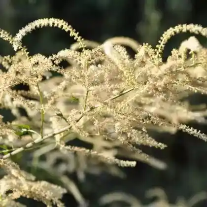 Foto von Geschlitzter Wald Geißbart 'Kneiffii' (Aruncus dioicus 'Kneiffii')