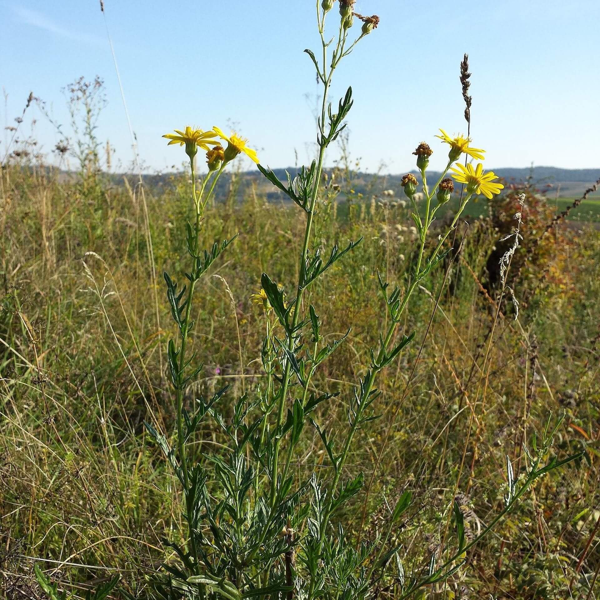 Raukenblättriges Greiskraut (Senecio erucifolius)