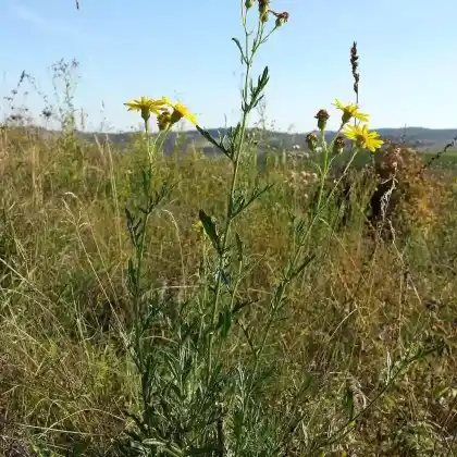 Foto von Raukenblättriges Greiskraut (Senecio erucifolius)