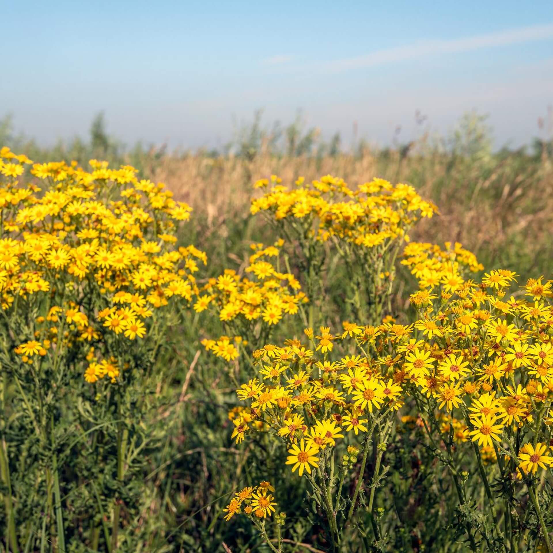 Jakobs-Greiskraut (Senecio jacobaea)