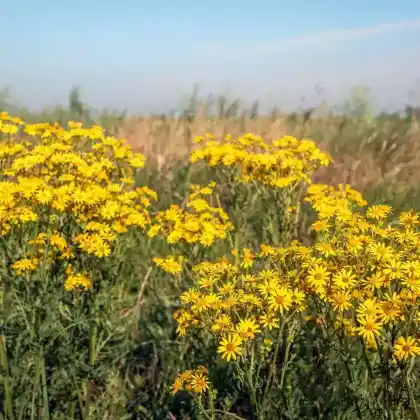 Foto von Jakobs-Greiskraut (Senecio jacobaea)