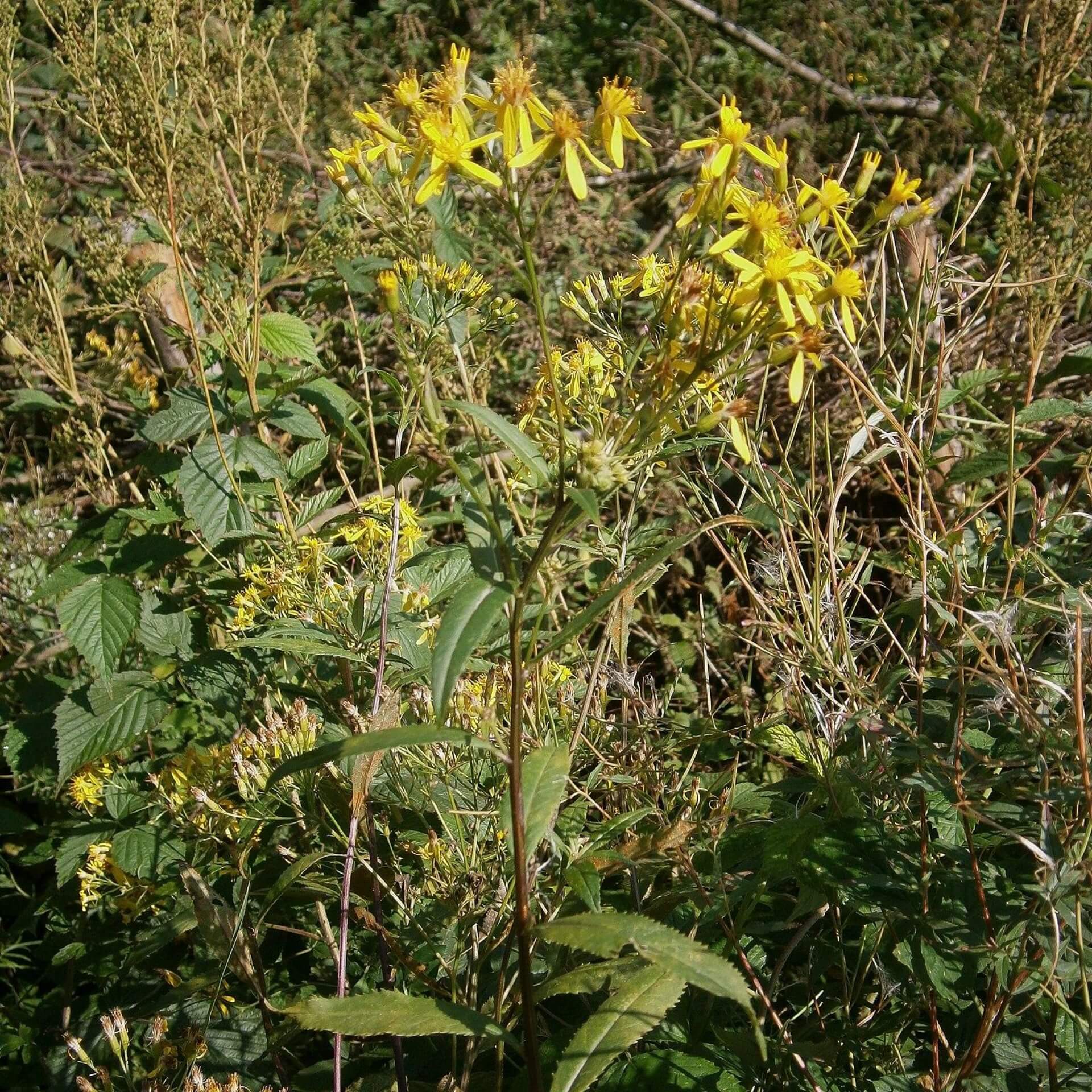 Fuchssches Greiskraut (Senecio ovatus)