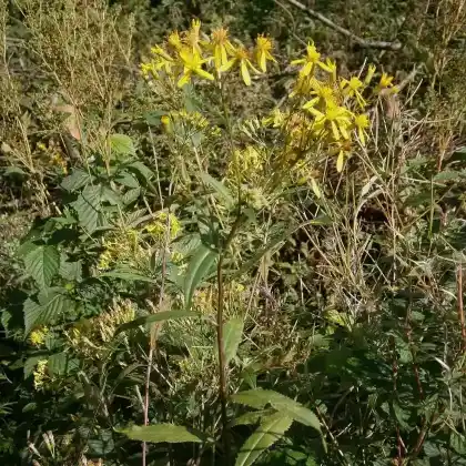 Foto von Fuchssches Greiskraut (Senecio ovatus)