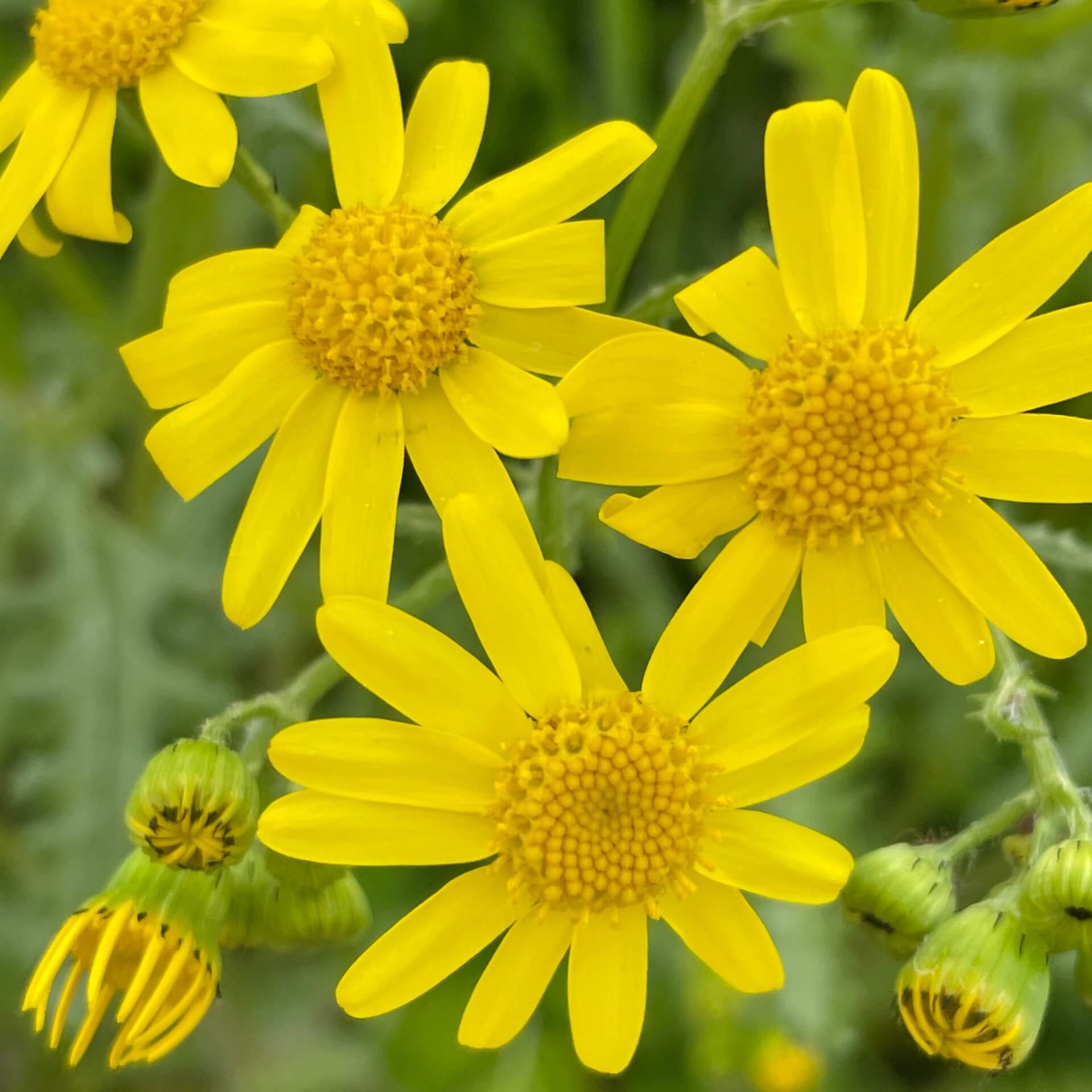 Frühlings-Greiskraut (Senecio vernalis)