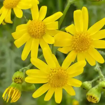 Foto von Frühlings-Greiskraut (Senecio vernalis)