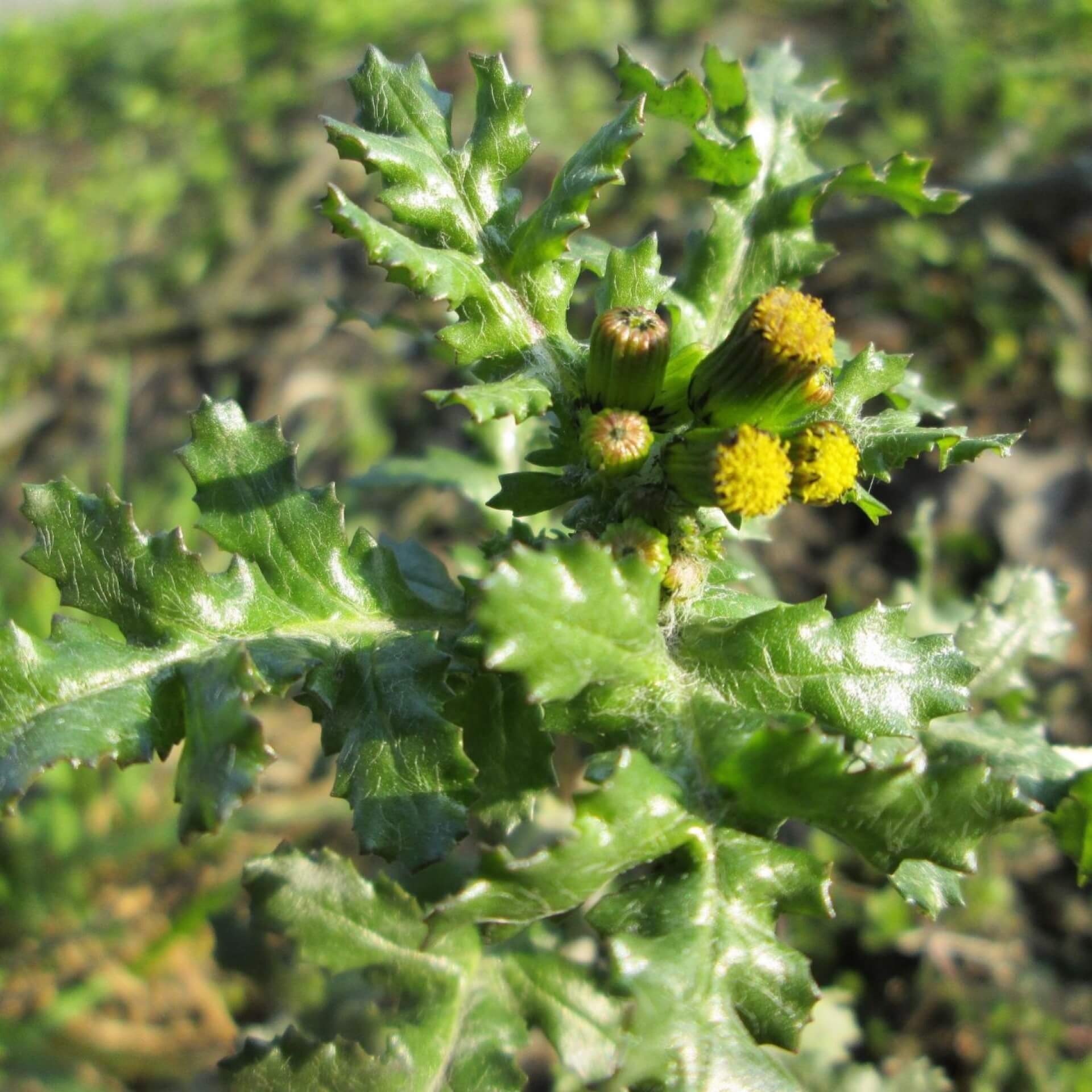 Gewöhnliches Greiskraut (Senecio vulgaris)