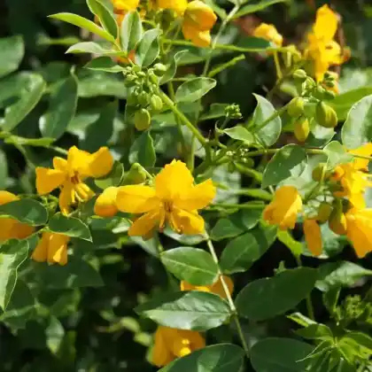 Foto von Gewürzstrauch (Senna x floribunda)