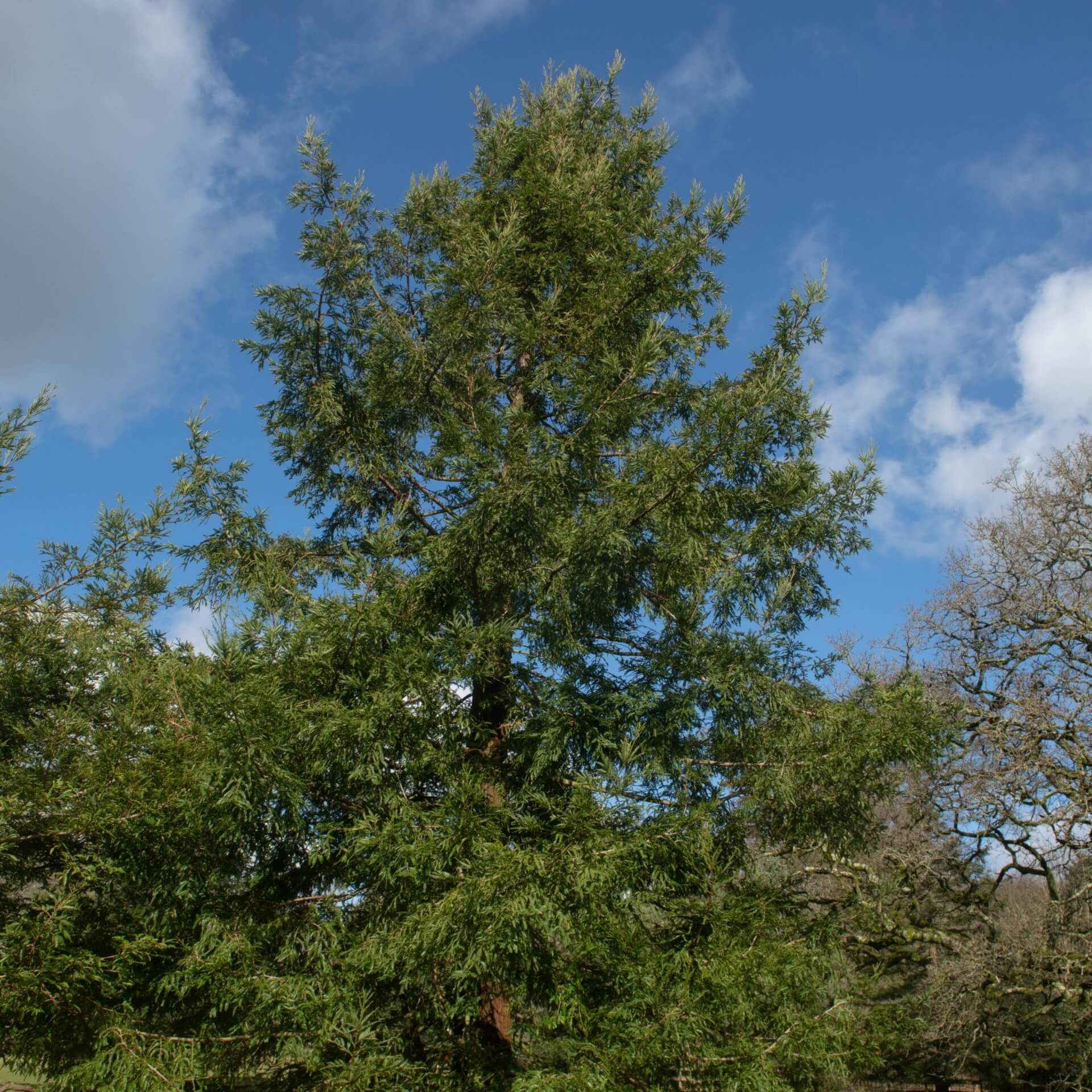 Küsten-Mammutbaum (Sequoia sempervirens)