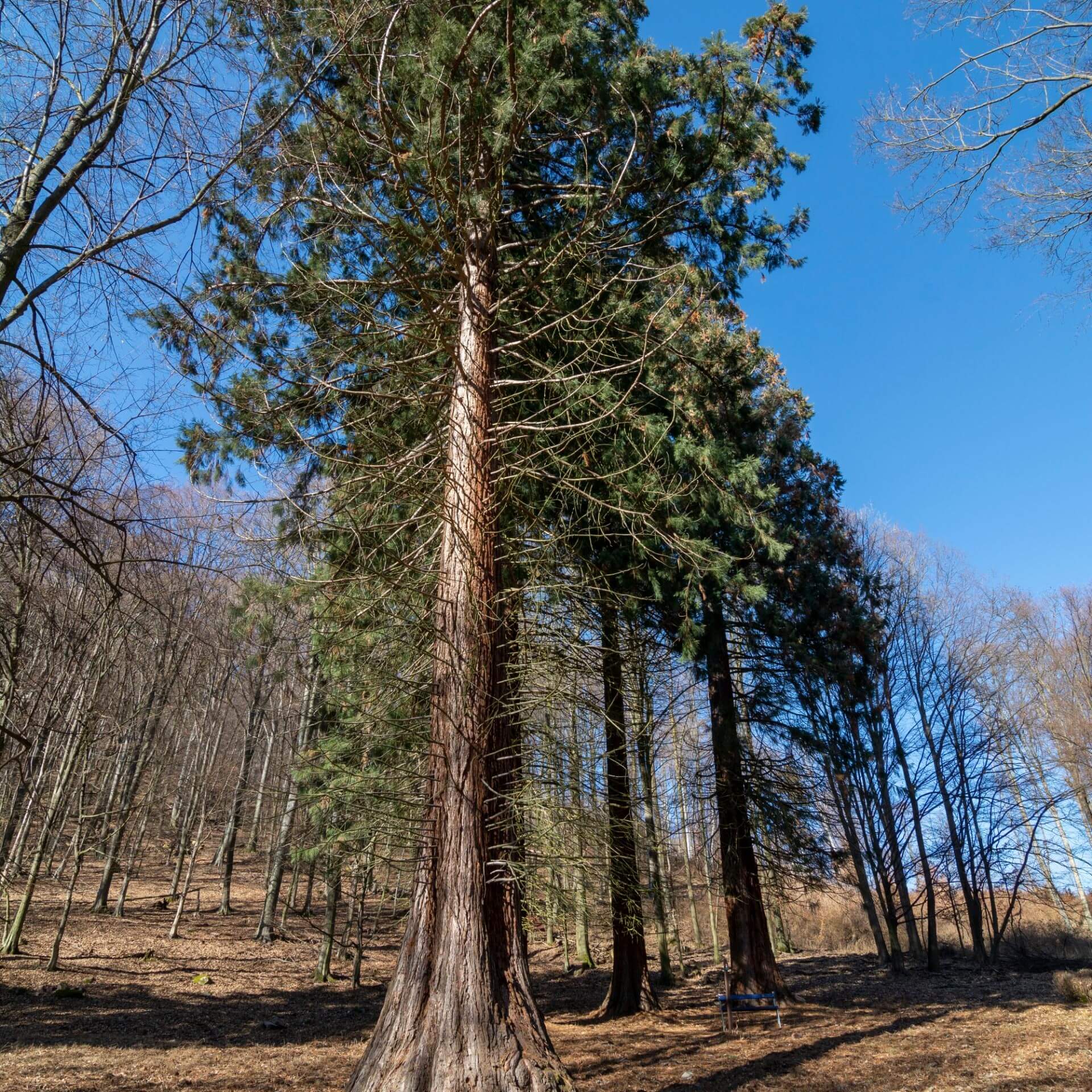 Riesen-Mammutbaum (Sequoiadendron giganteum)