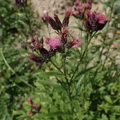 Foto von Färber-Scharte (Serratula tinctoria)