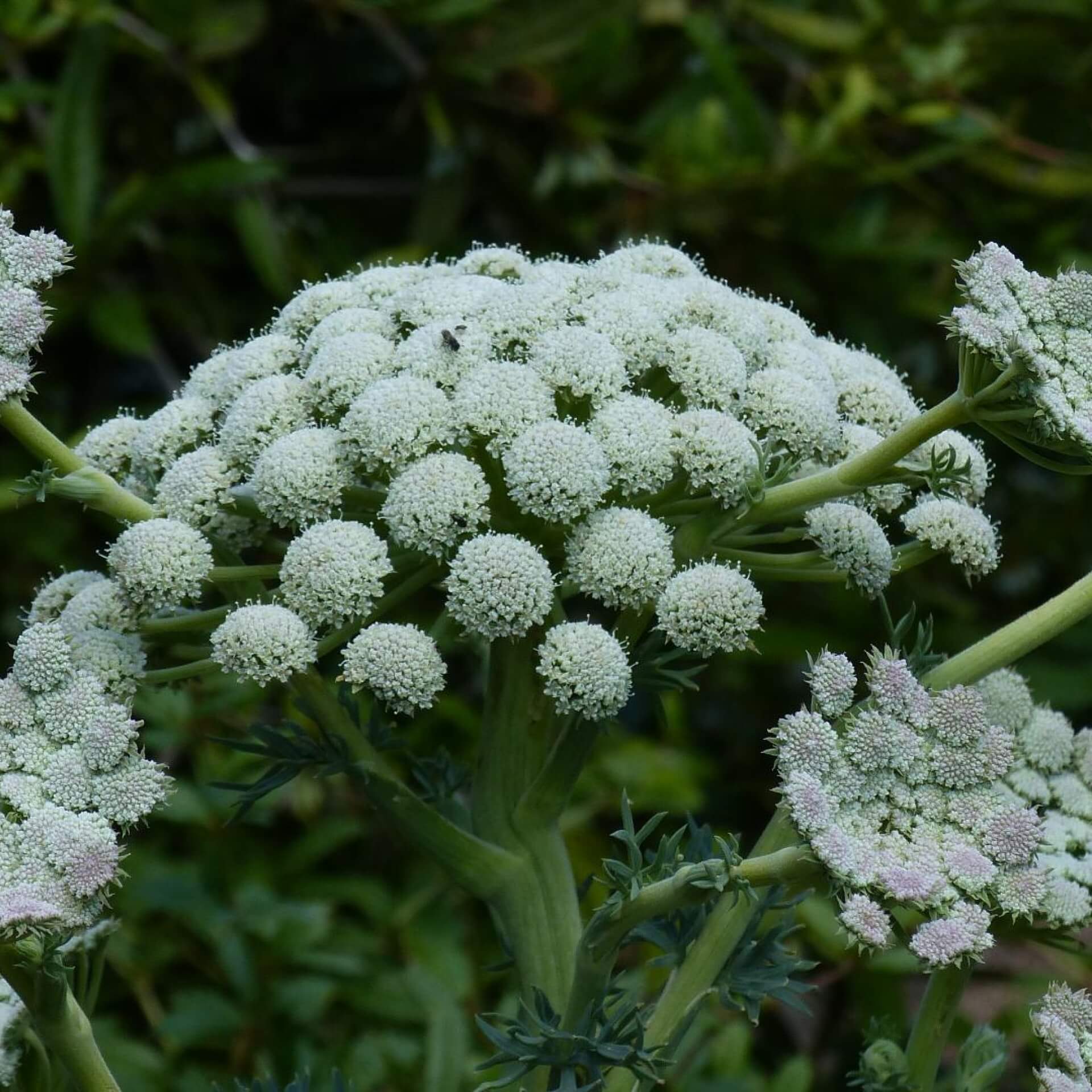 Grauer Bergfenchel (Seseli gummiferum)