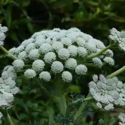 Foto von Grauer Bergfenchel (Seseli gummiferum)