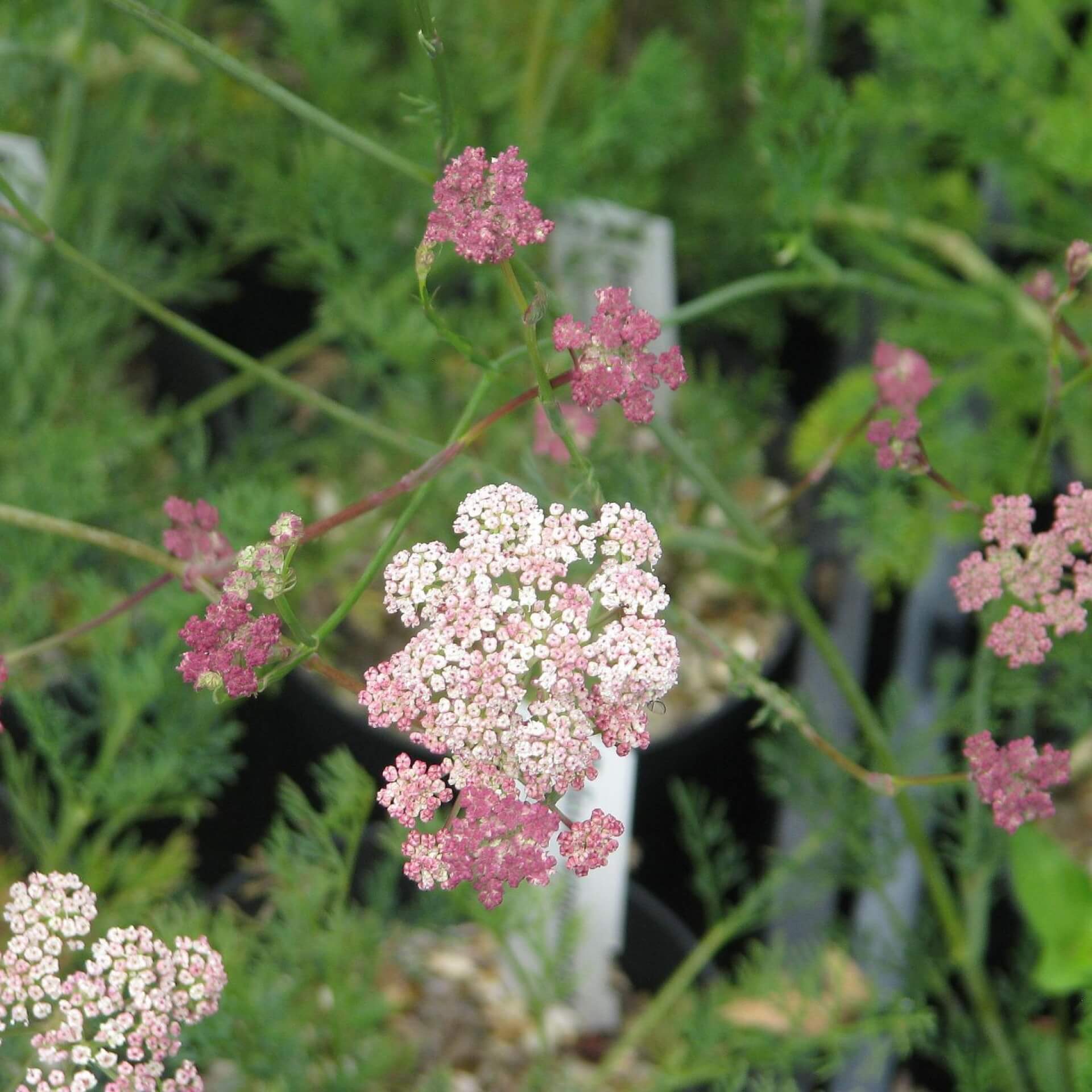 Die besten Doldenblütler für deinen Garten
