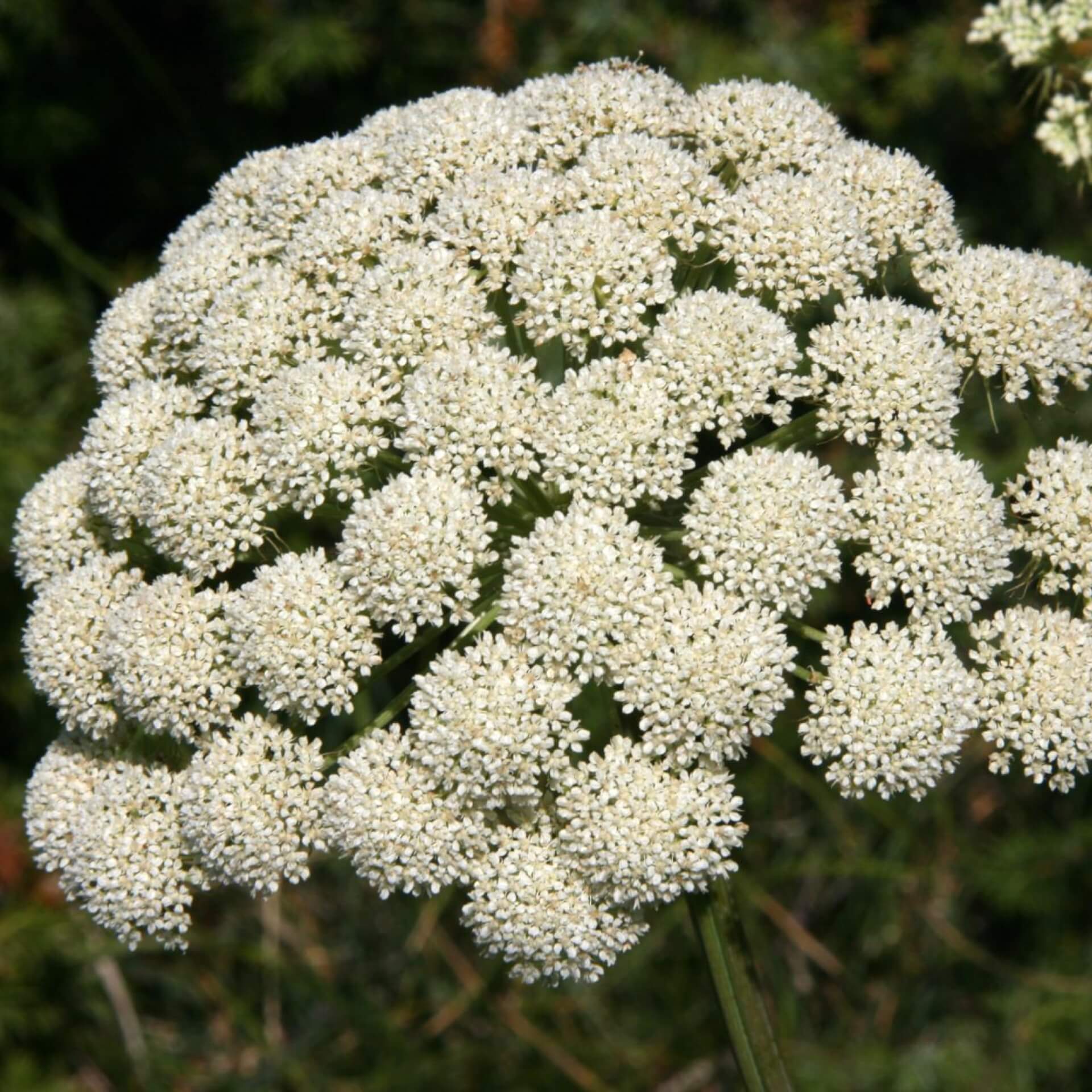 Berg-Heilwurz (Seseli libanotis)