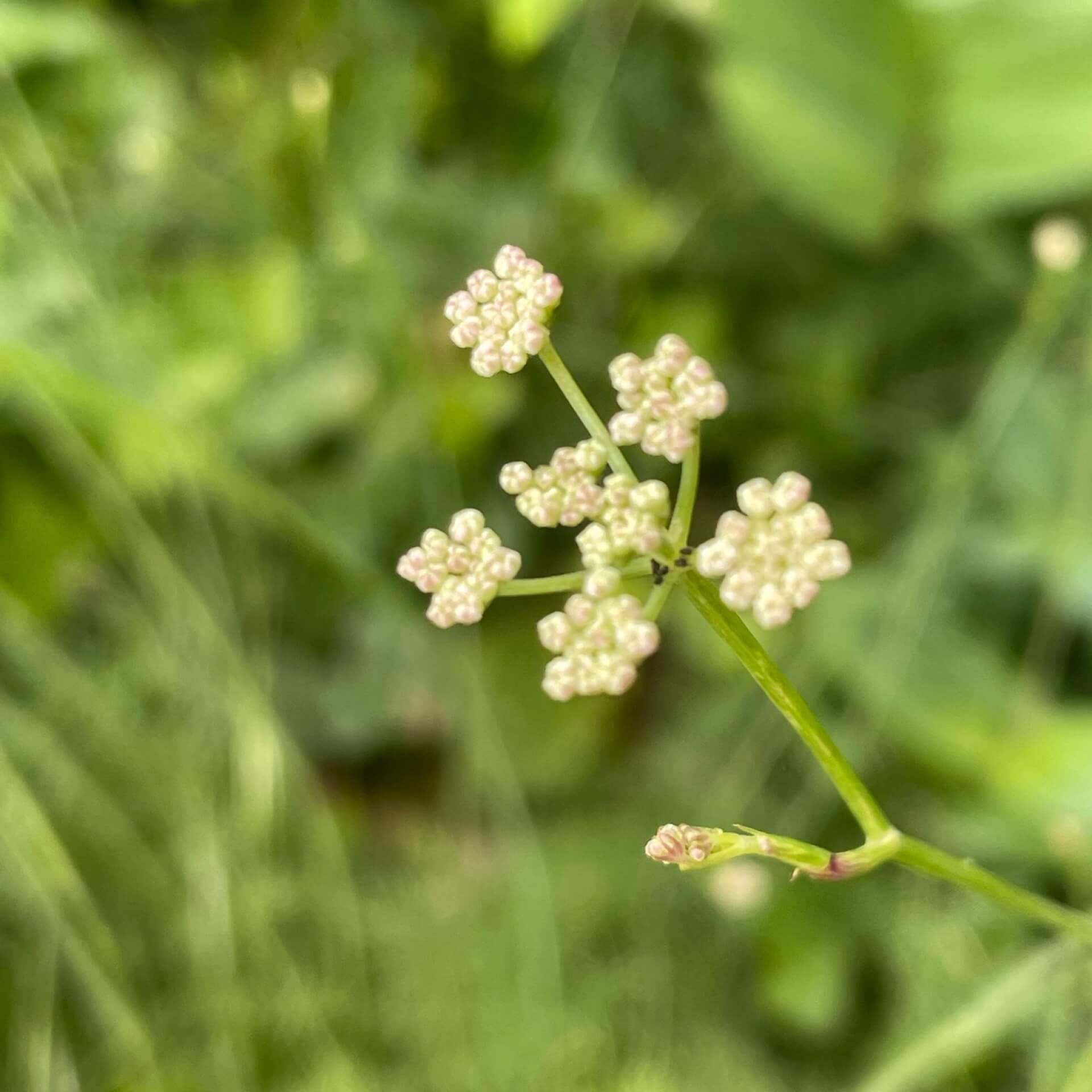 Berg-Sesel (Seseli montanum)