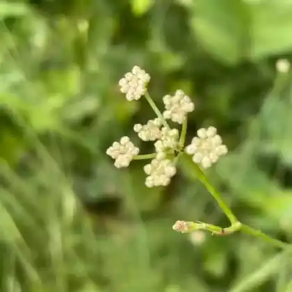 Foto von Berg-Sesel (Seseli montanum)