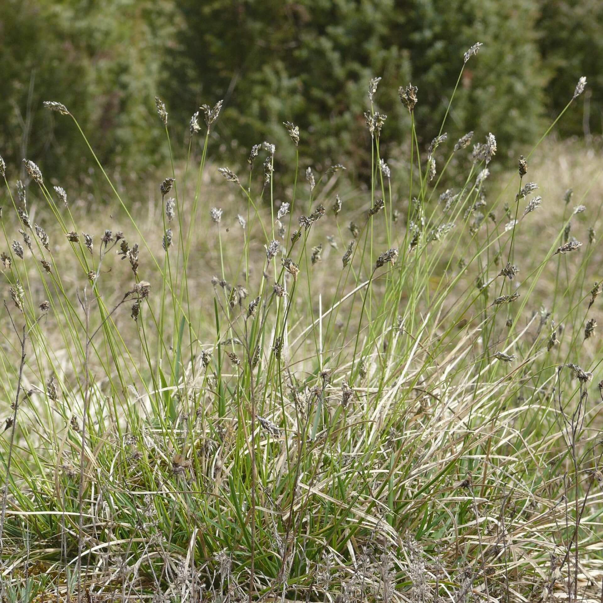 Kalk-Blaugras (Sesleria albicans)