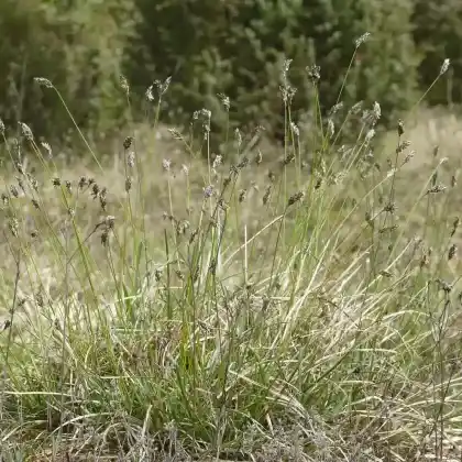 Foto von Kalk-Blaugras (Sesleria albicans)