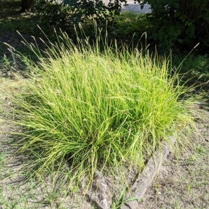 Sesleria autumnalis