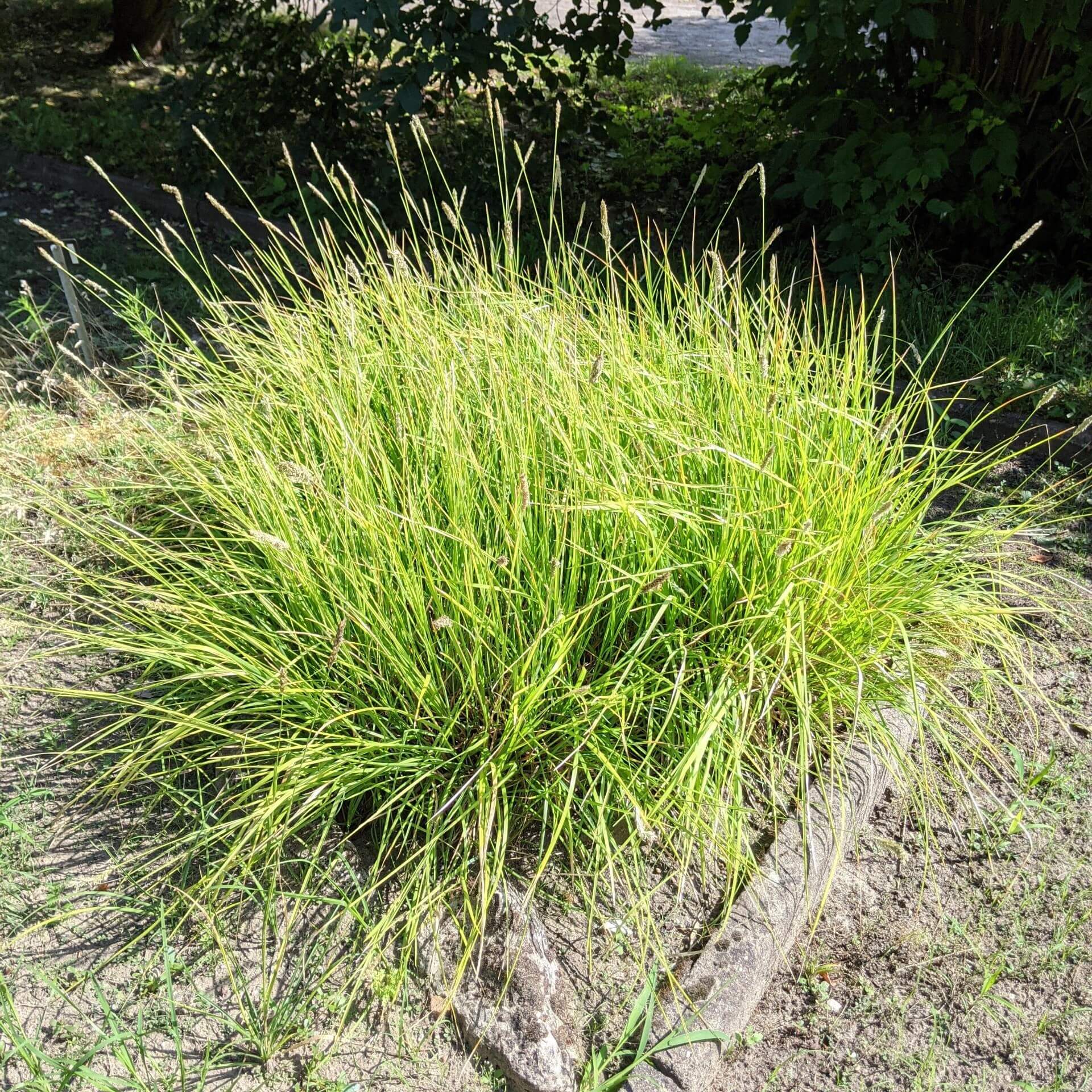 Herbst-Kopfgras (Sesleria autumnalis)