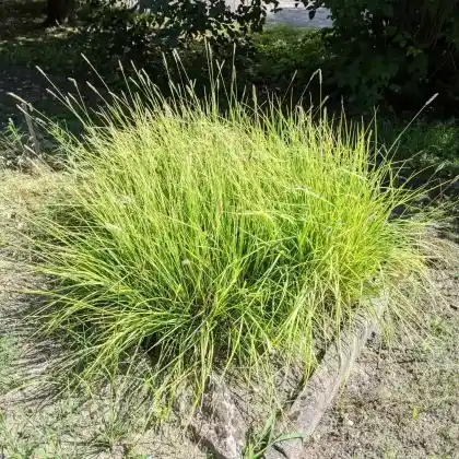 Foto von Herbst-Kopfgras (Sesleria autumnalis)