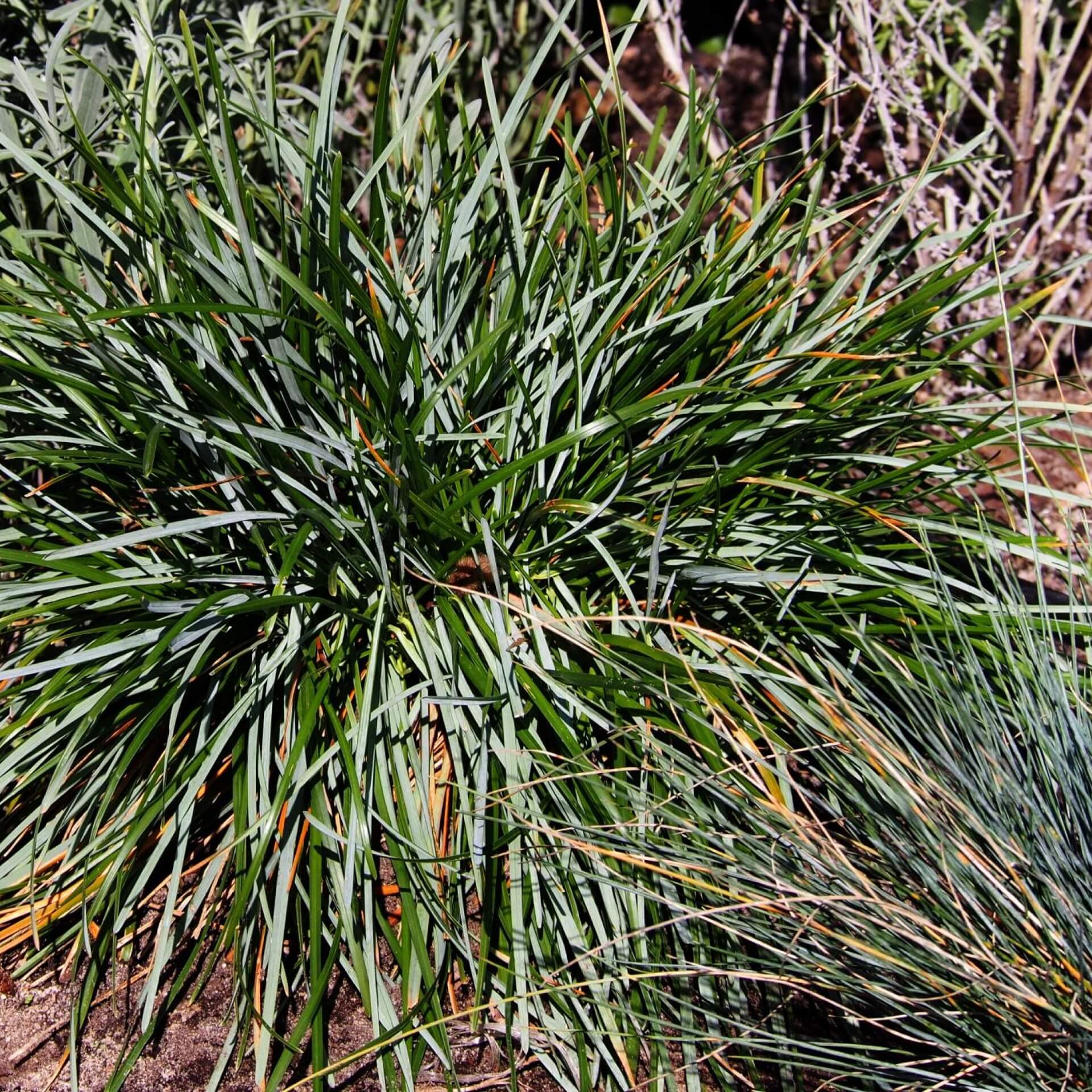 Halden-Blaugras (Sesleria caerulea)