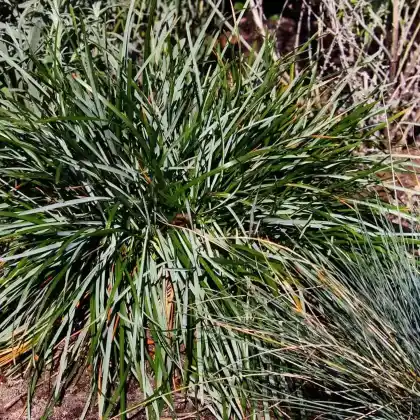 Foto von Halden-Blaugras (Sesleria caerulea)