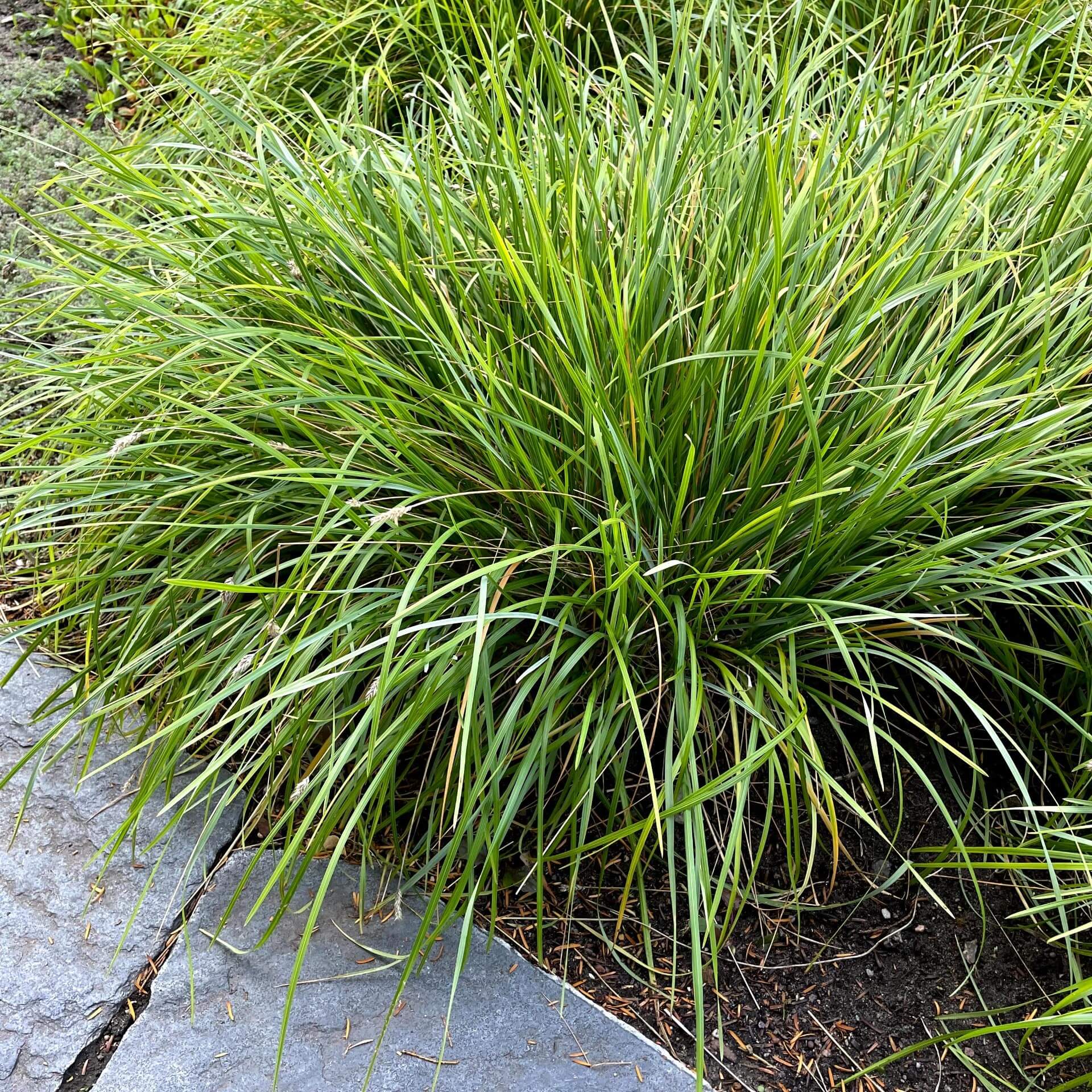 Grünes Kopfgras (Sesleria heufleriana)