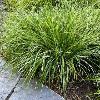 Foto von Grünes Kopfgras (Sesleria heufleriana)