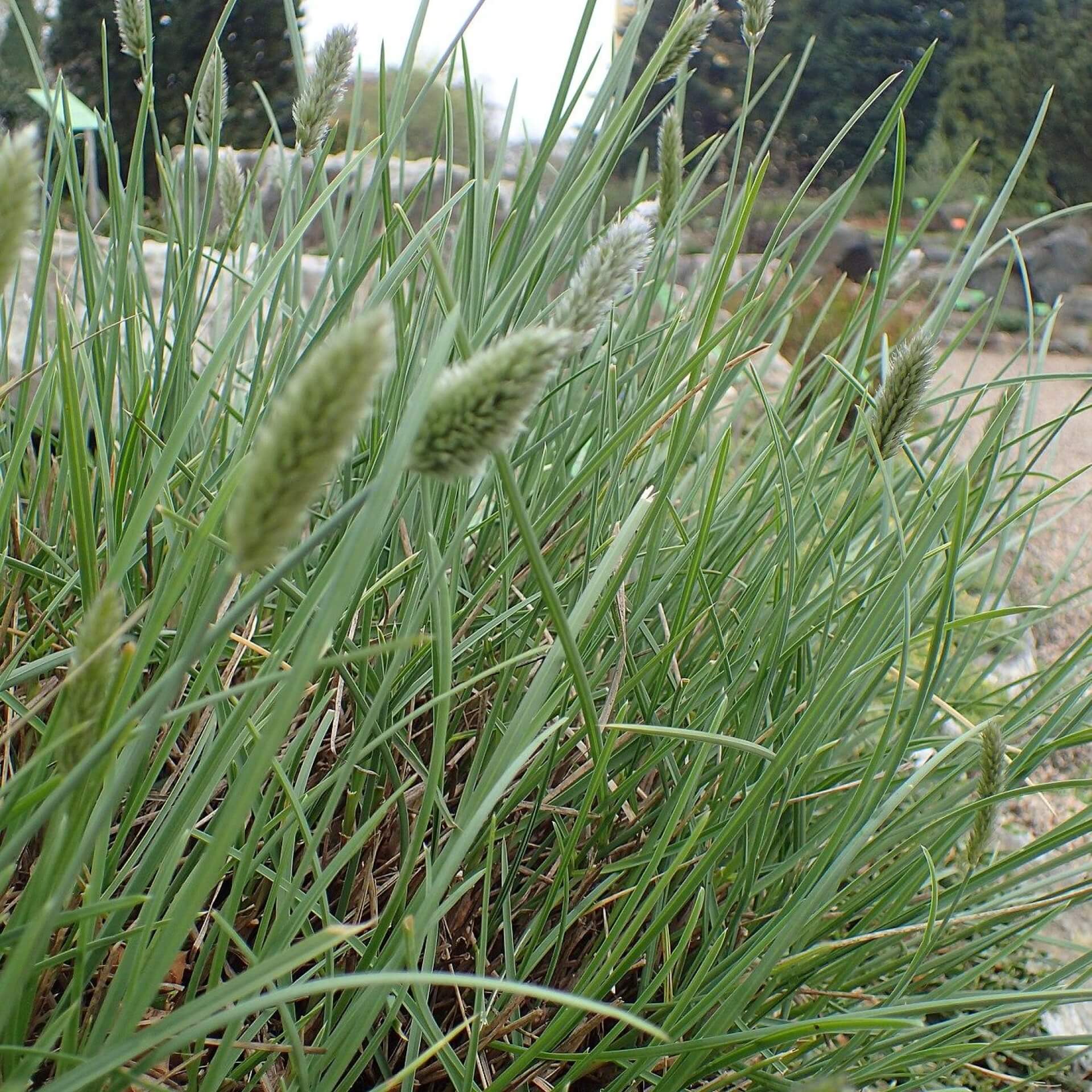 Nest-Blaugras (Sesleria nitida)