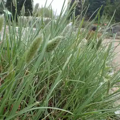Foto von Nest-Blaugras (Sesleria nitida)